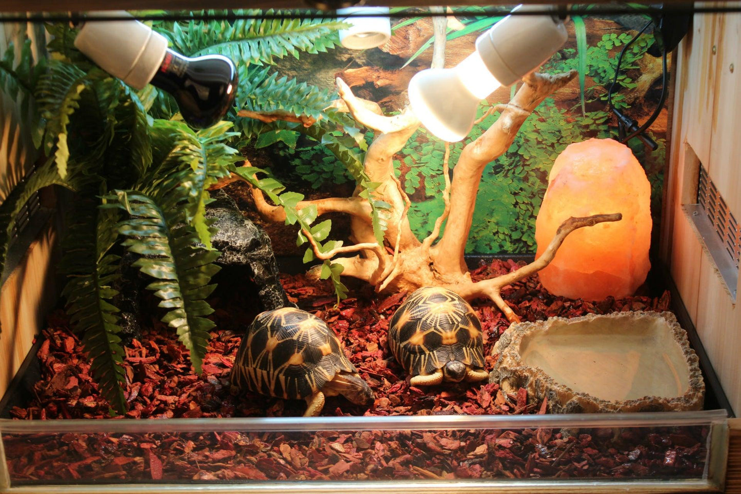Resin Reptile Hideout Cave - Big Mouth Edition-1